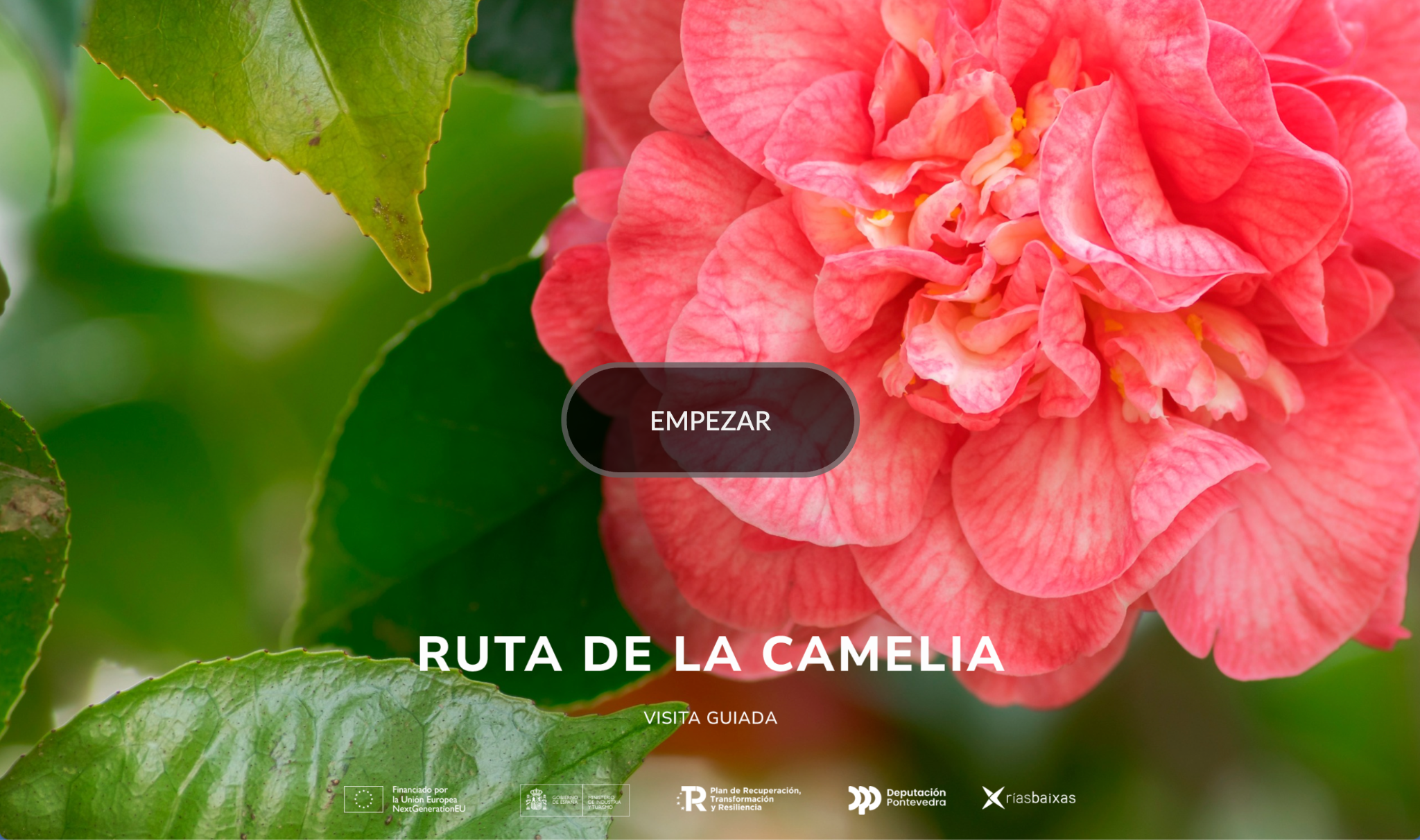 Ruta de la camelia en los jardines históricos del Castillo de Soutomaior