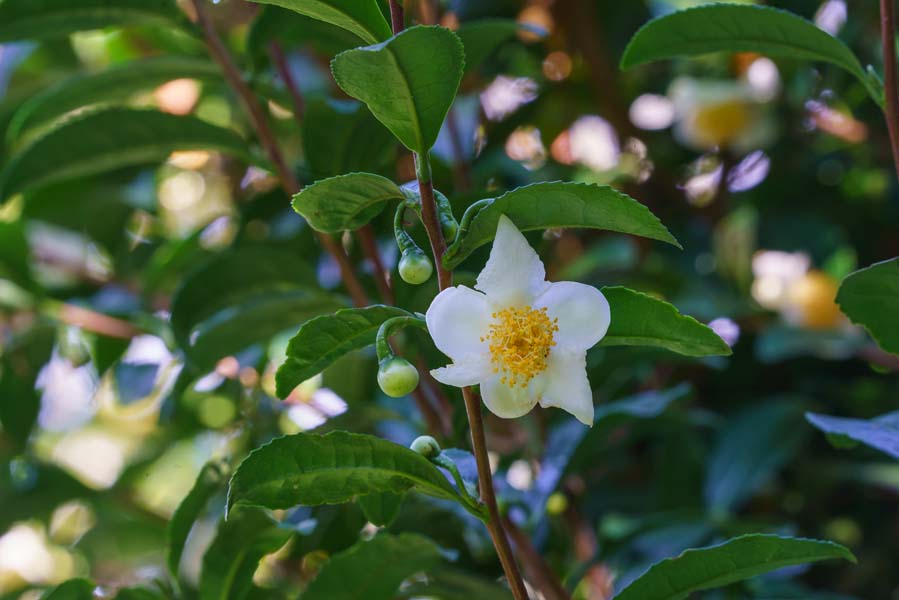 Camellia sinensis