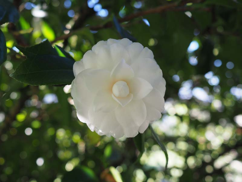 Camelia Alba Plena