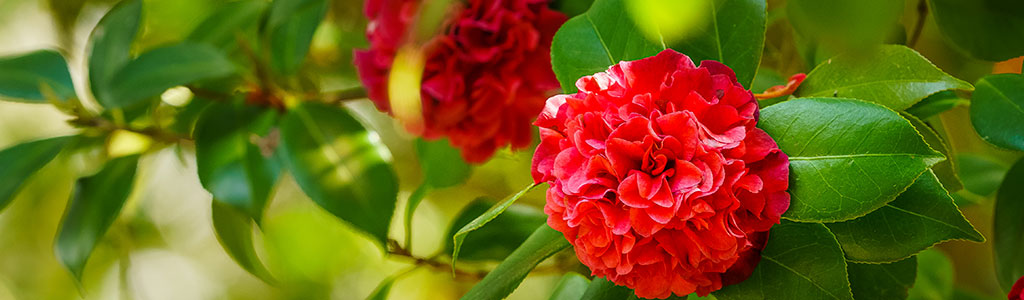 Camelias con nombre de mujer