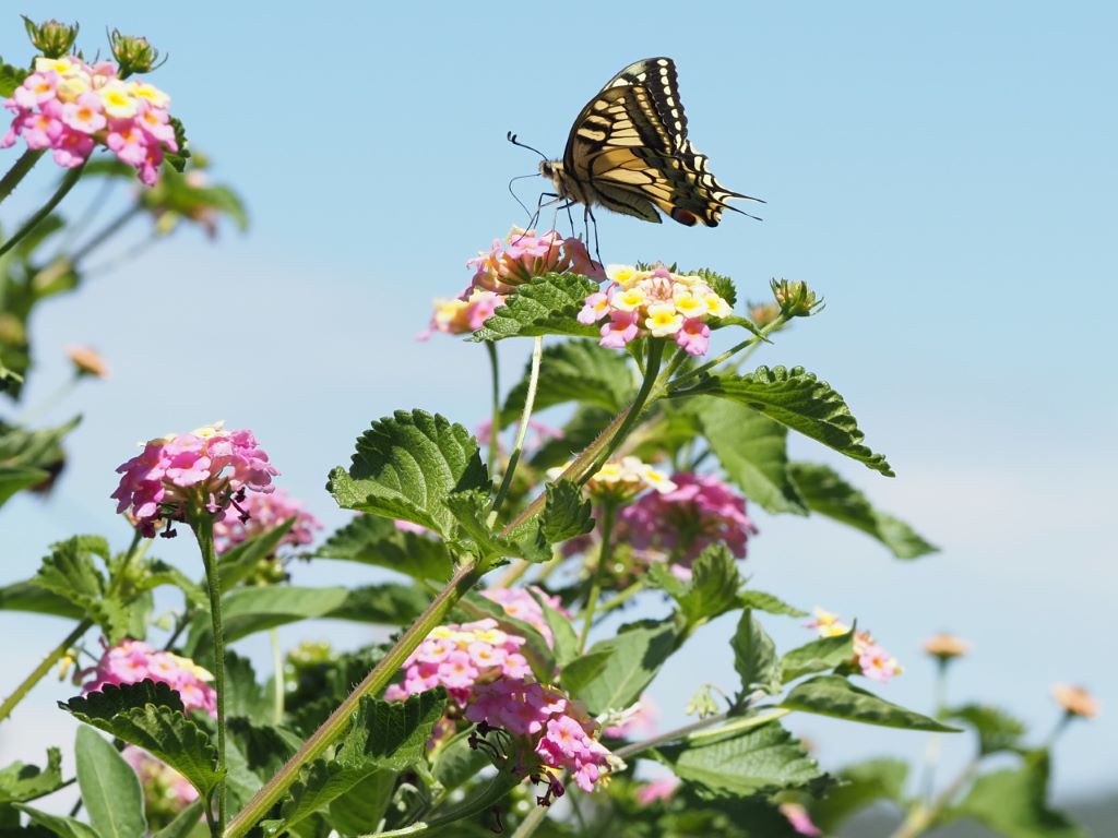 Mariposa en el castillo