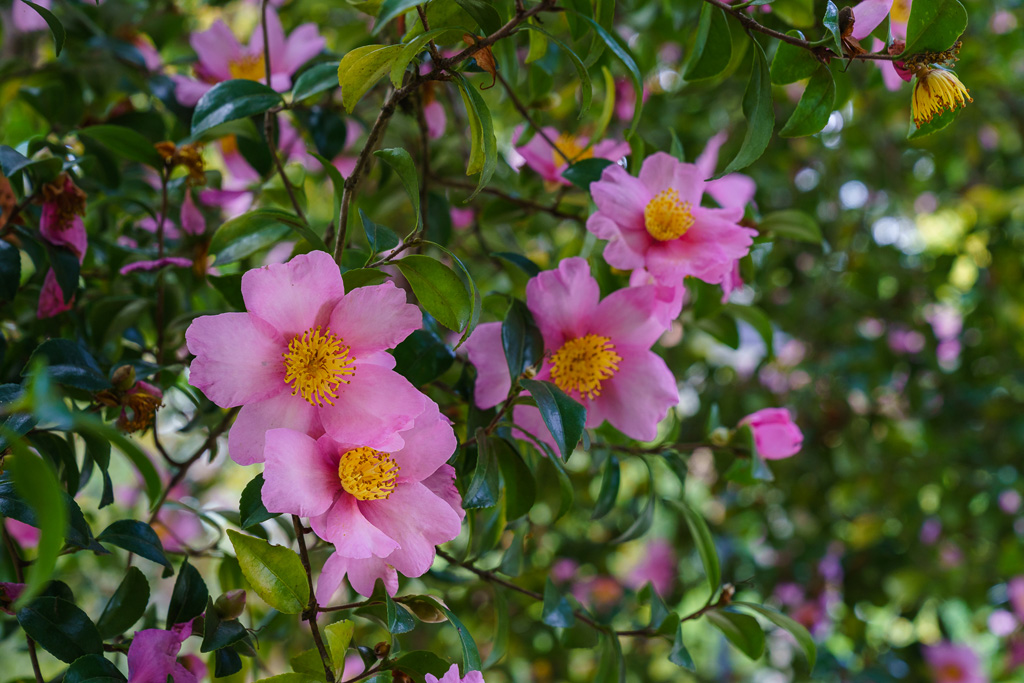 Camellia sasanqua