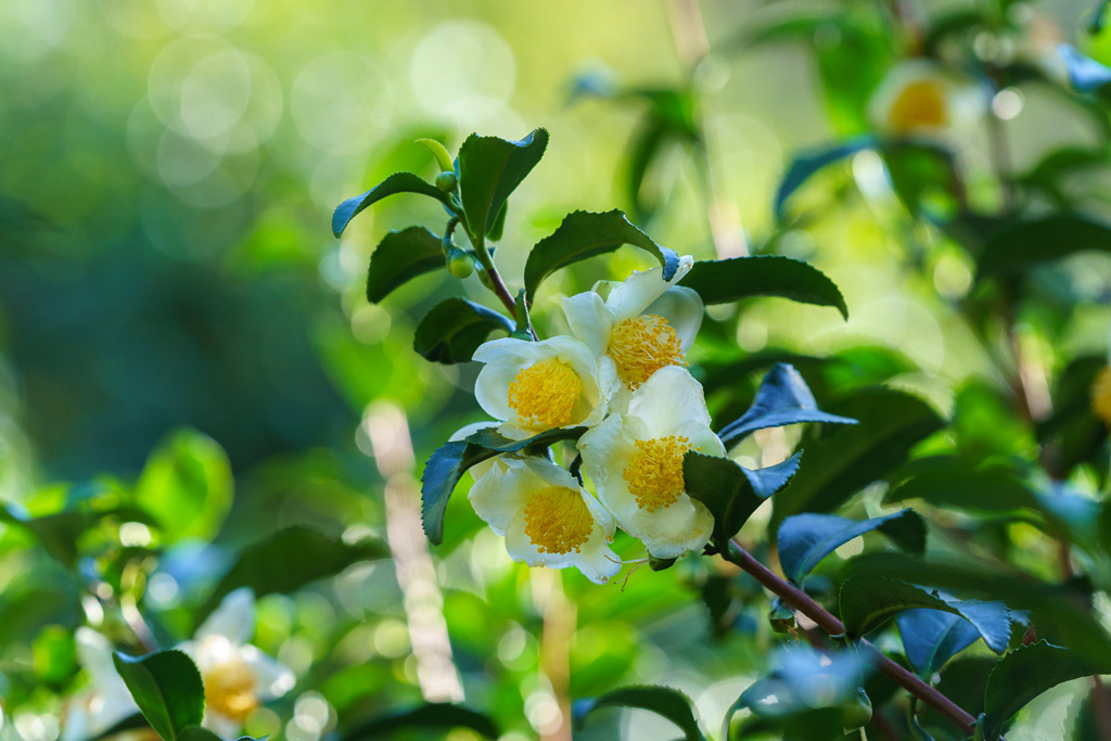 Camellia sinensis