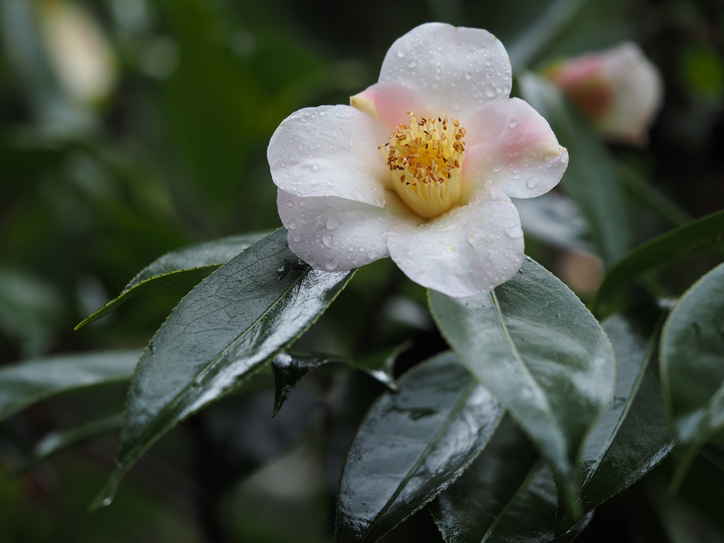 Camellia wabisuke 