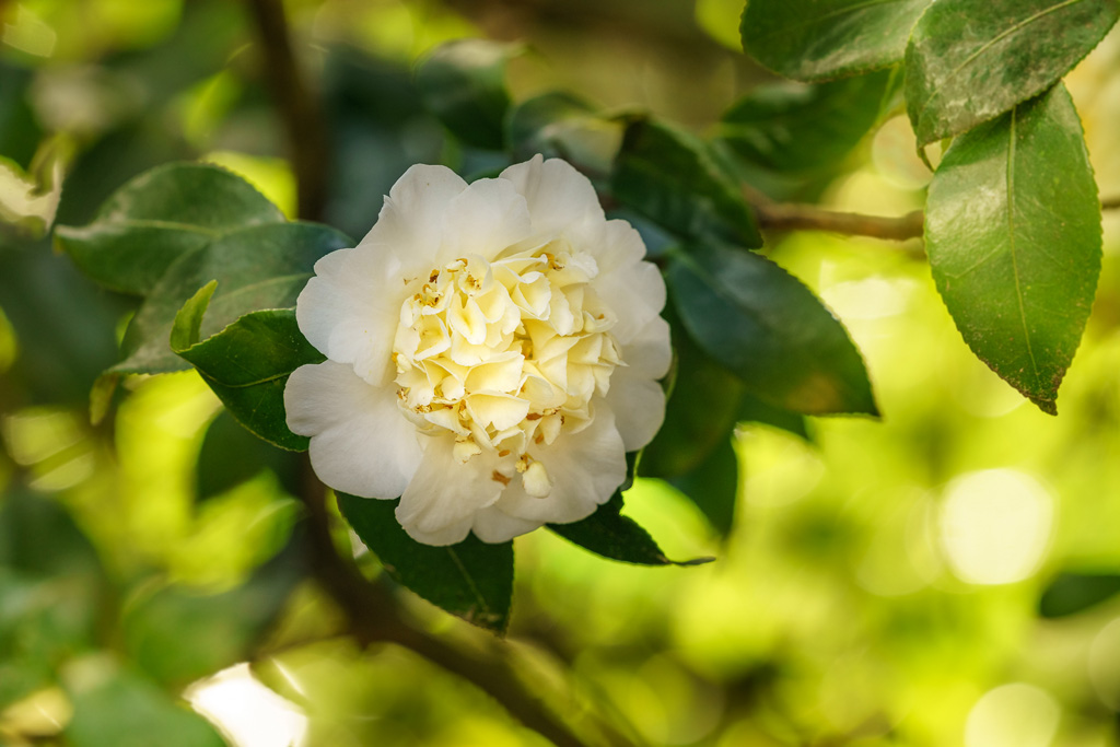 Camellia x williamsii