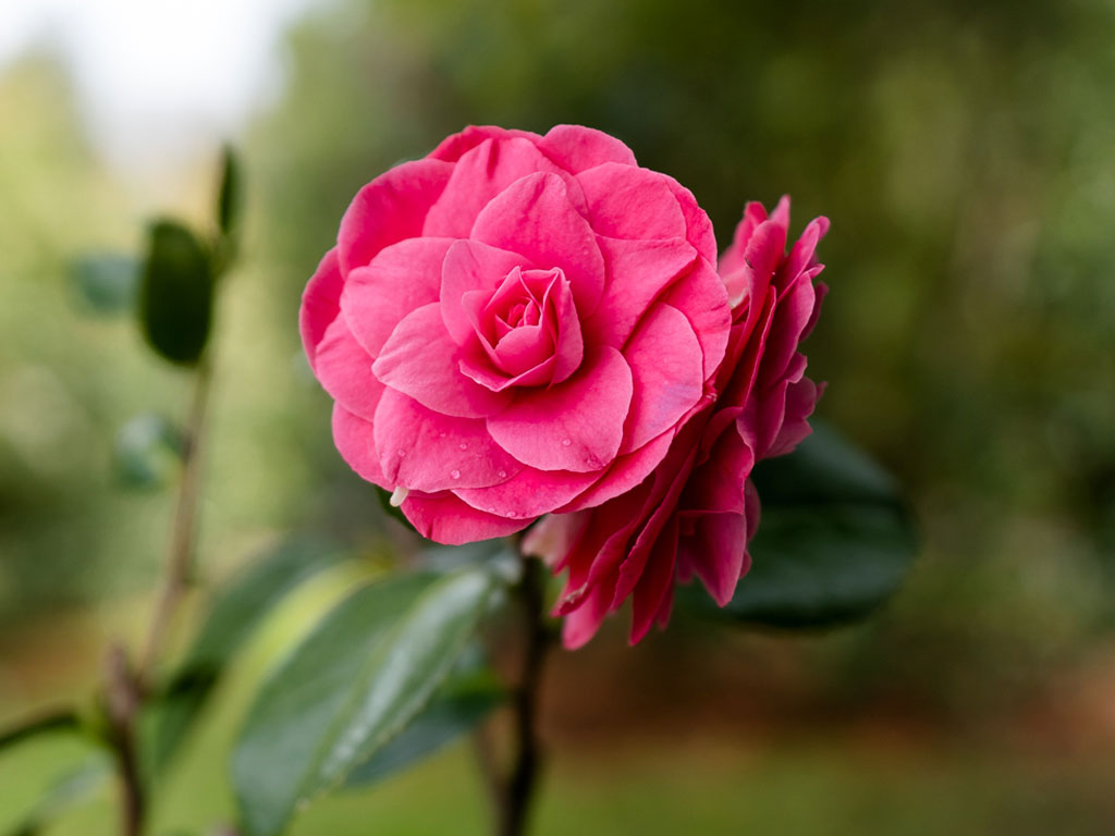 El jardín de camelias con nombre de mujer - Castelo de Soutomaior