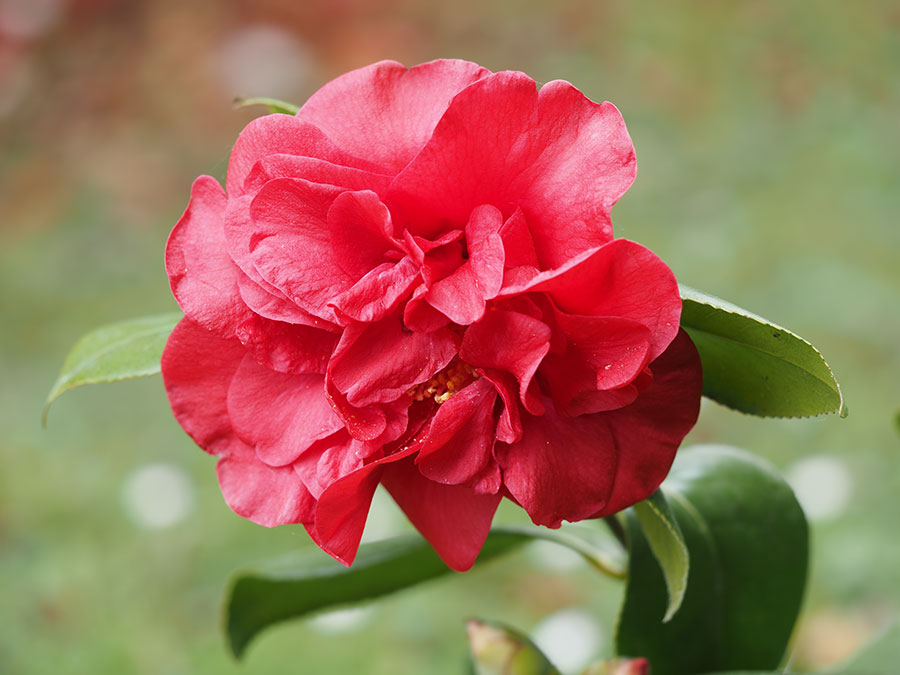 El jardín de camelias con nombre de mujer - Castelo de Soutomaior