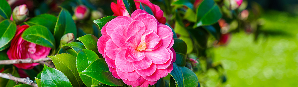 Camelias con nombre de mujer