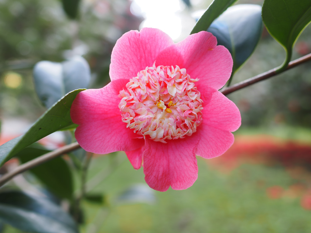 Camellia japonica Maria Casares’