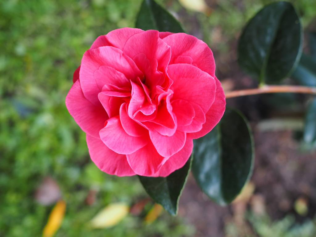 Camelia Rosalia de Castro